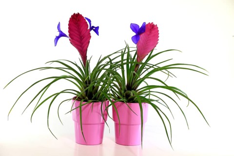 Ball moss blue tillandsia