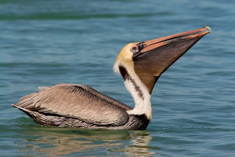 Brown Pelican