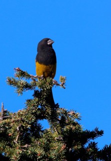 White-winged Grosbeak