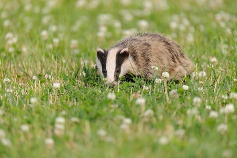 Eurasian Badger