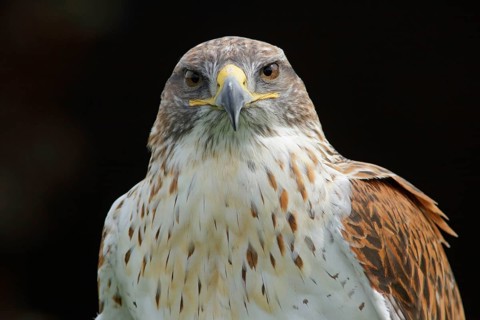 King Buzzard