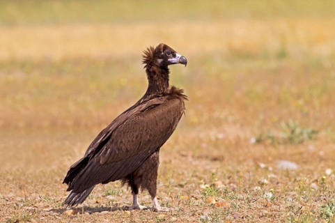 Cinereous vulture