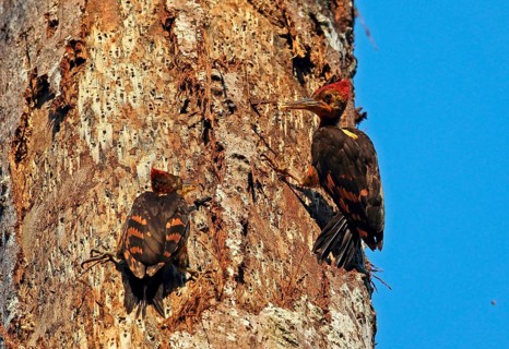 Orange-backed Woodpecker