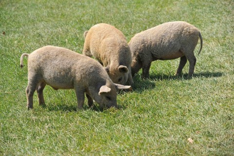Domestic Pig