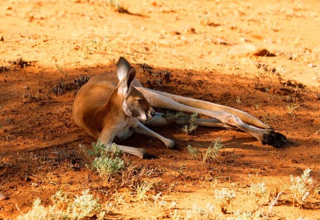 Red kangaroo