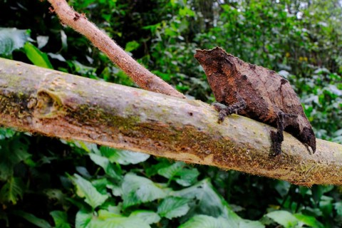 Boulenger's Pygmy Chameleon