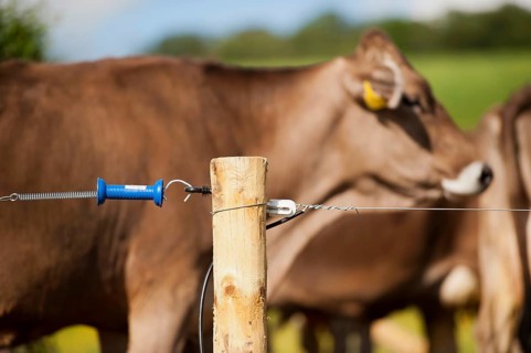 Electric fence set up along farm track to keep dairy cattle on