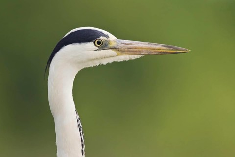Grey heron