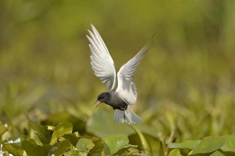 Black Tern
