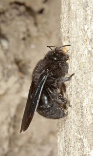 Large Wood Bee