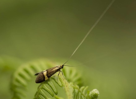 Longhorn Moth