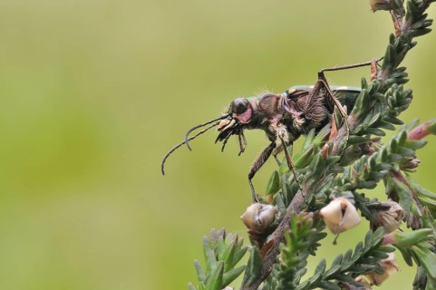 Green Tiger Beetle