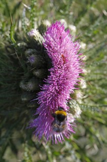 Marsh thistle