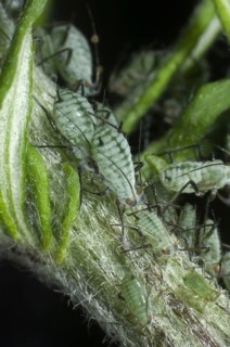 Slender mugwort aphid