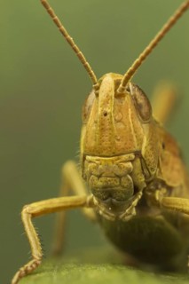 Common field grasshopper