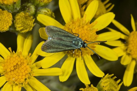 Common Forester