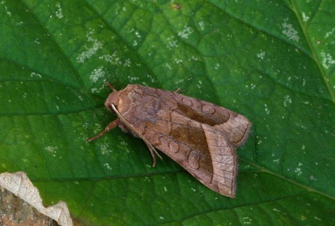 Riparian Mark Owl