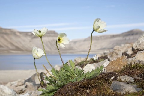 Svalbard Poppy