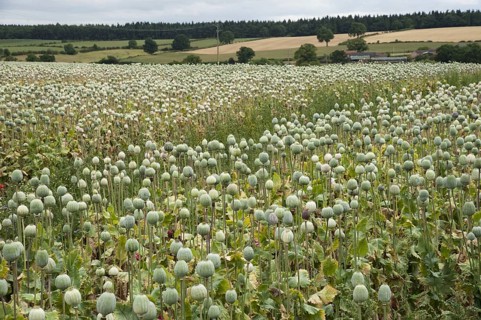 Opium poppy