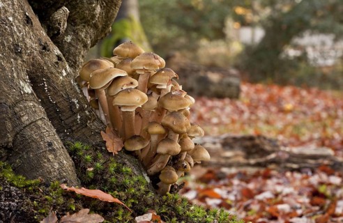 Honey Fungus