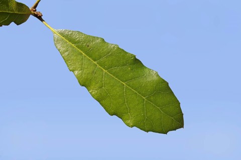 Holm Oak