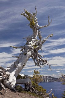 Scrub pine