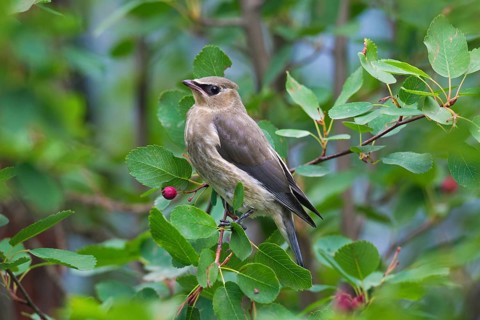 Cedar waxwings