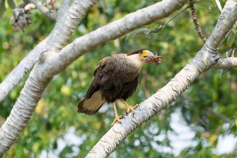Southern southern crested caracara