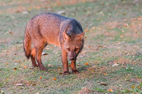 Crab-eating fox