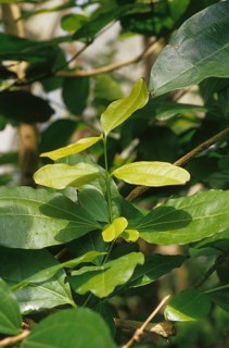 Common Nux vomica
