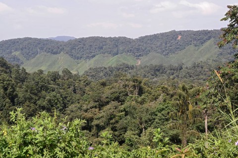 Tea Plantation