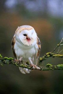Barn Owl