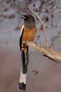 Red rufous treepie