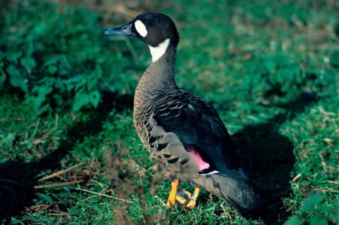 Bronze-winged Duck