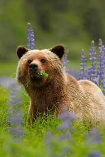 Grizzly Bear