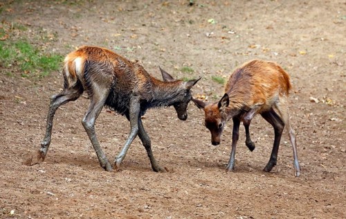 Red Deer