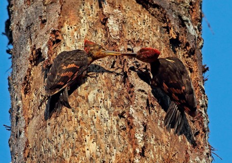 Orange-backed woodpecker