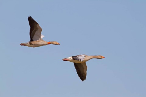 Greylag goose