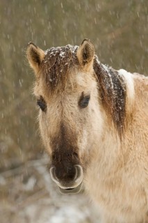 Konik horse