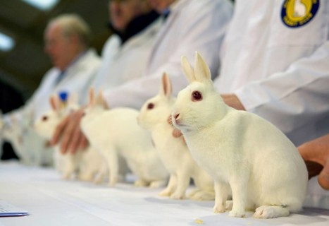 Domestic rabbit