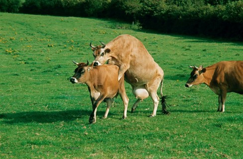 Jersey cattle