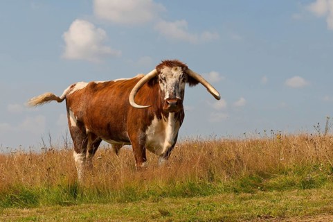 Domestic Cattle