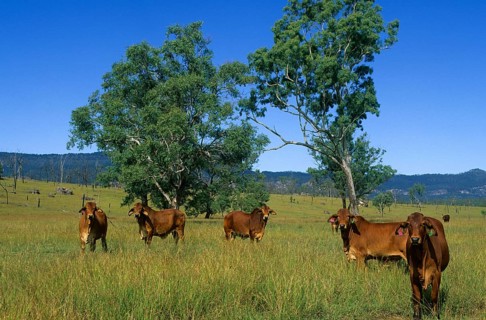 Zebu cattle