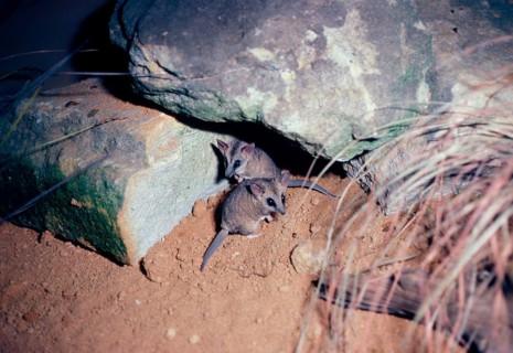 Fat-tailed dunnart