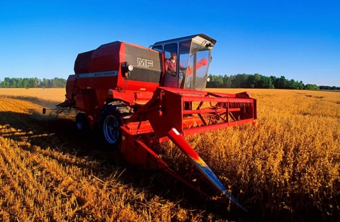 Common oat