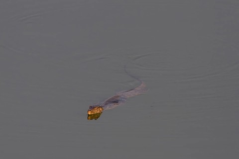 Water monitor