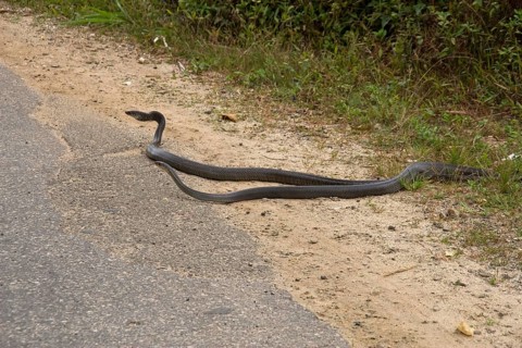 Rat snake