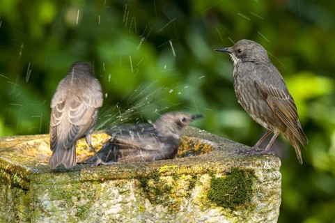 Common common starling