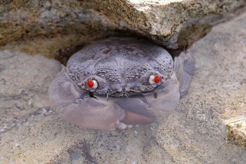 Red-eyed crab