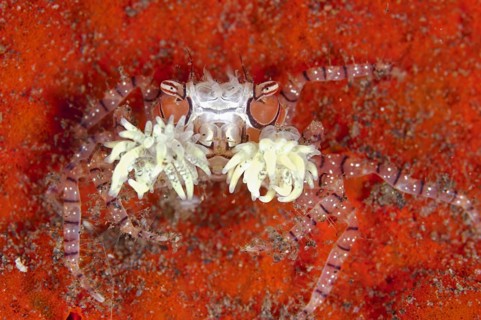 Boxer crab